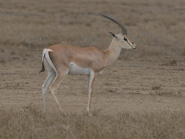 <h3><a href="/trips/tanzania/biota/animalia/chordata/mammalia/artiodactyla/bovidae/nanger granti/nanger granti-nl.html">Nanger&nbsp;granti</a> / Grant's&nbsp;gazelle / Grantgazelle</h3>OM-1 Mark II met OLYMPUS M.150-400mm F4.5, 1/2000 sec  bij F4.5, ISO 500, afstand 37.9&nbsp;m